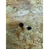 Microfone Iphone 3G Compativel Ref: 821-0815-01