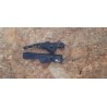 Colunas Asus K550C Recondicionado Ref: 04072-00830200